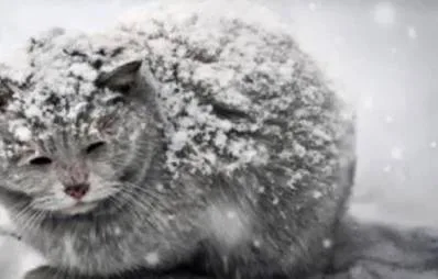 Stop the fines for unregistered animals.