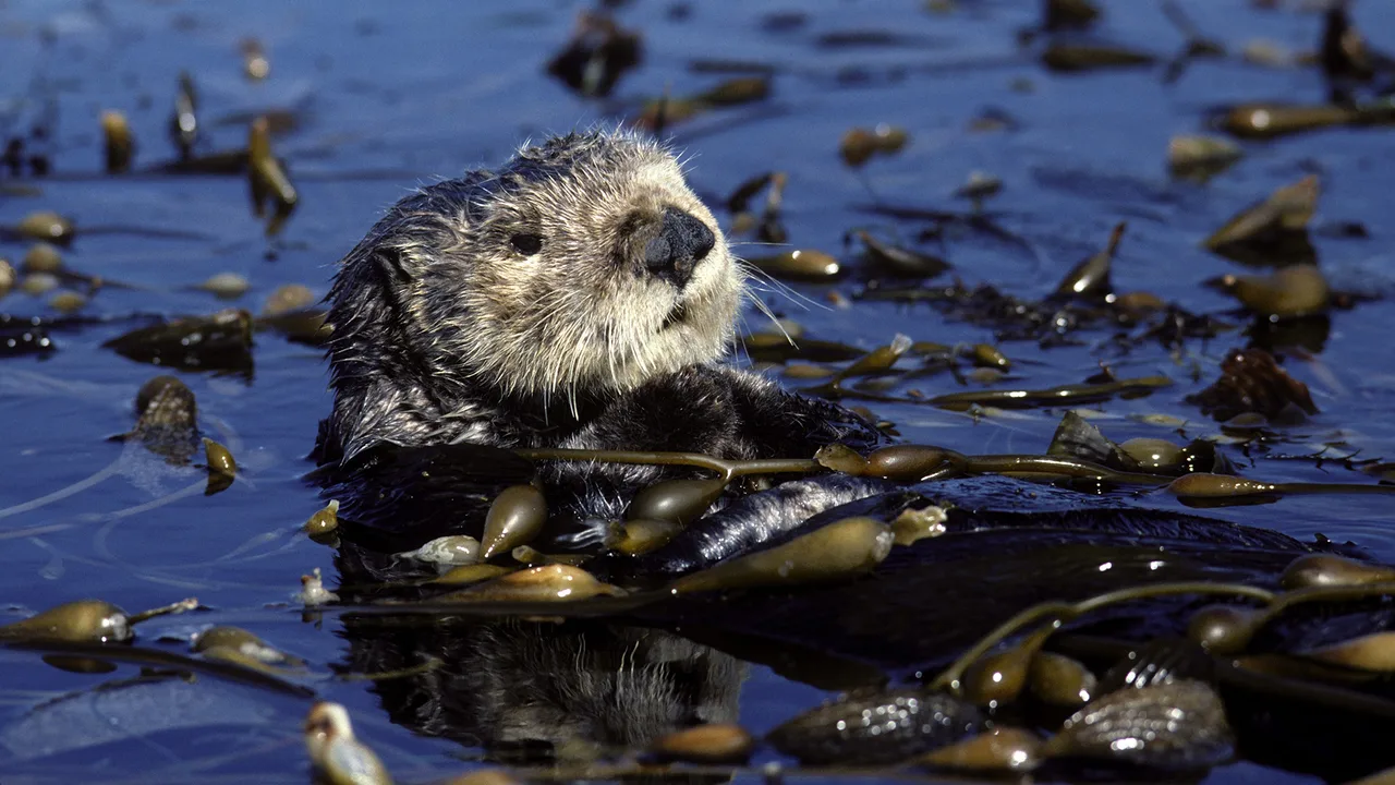 save the sea otters