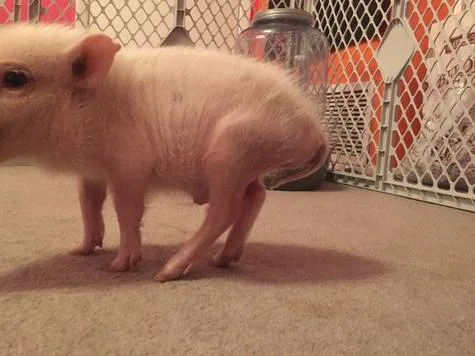 UC STOP THE STARVATION OF AZ MICRO MINI PIGS