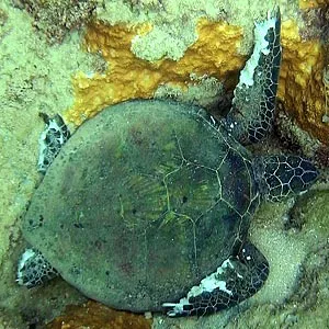 Monitor RIMPAC's Damage to Marine Life