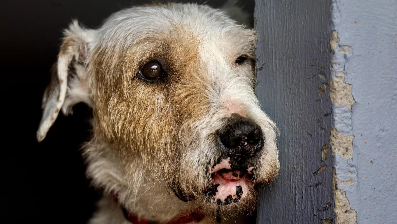 Disband the current committee of the CSPCA Mahon