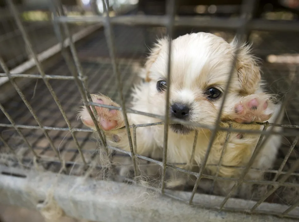 Stop this shop selling puppies