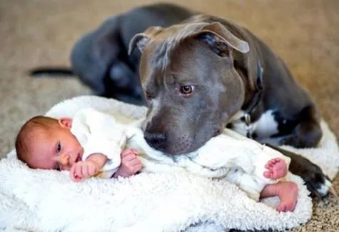 Unban pit bulls in the UK