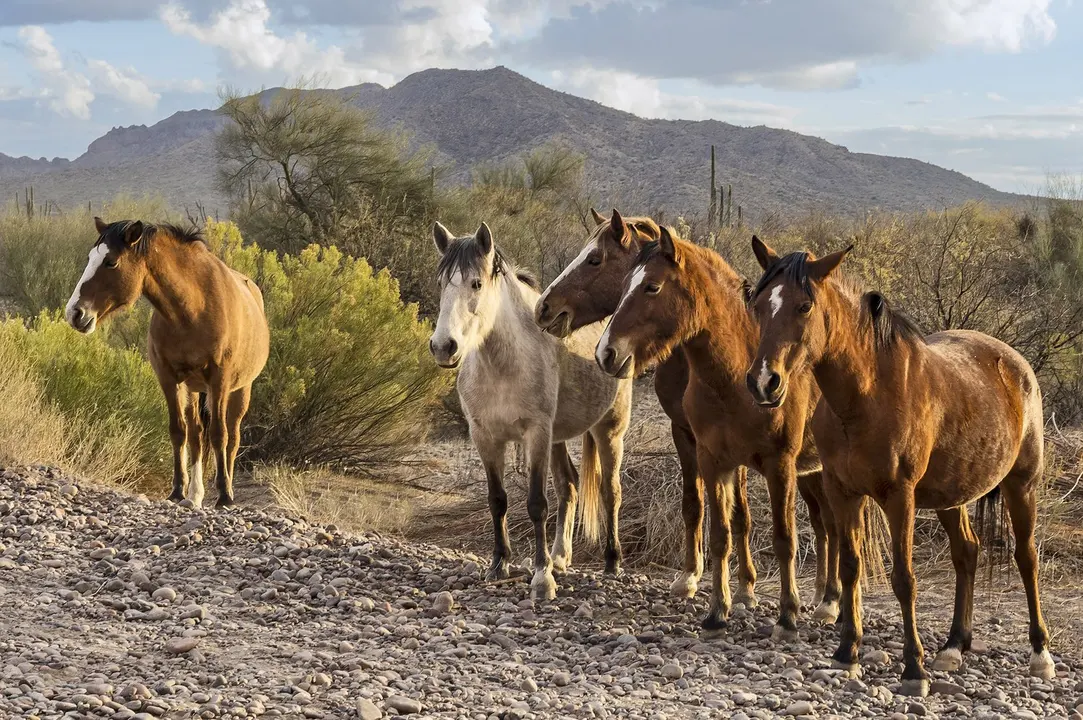 Keep Tanque Verde Rural; Don't Put a Parking Lot in Paradise!