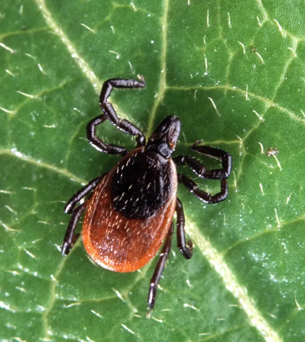 Demand Federal Government Involvement in the Fight Against Lyme Disease and Co-Infections