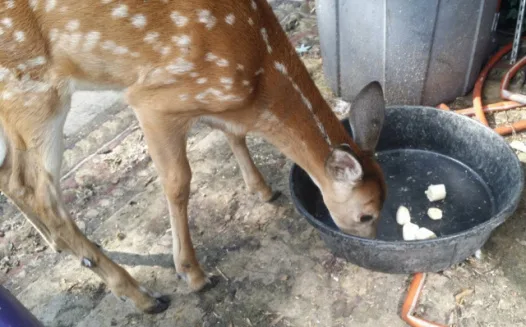 Ask Iowa DNR to Hear Wildlife Rehab