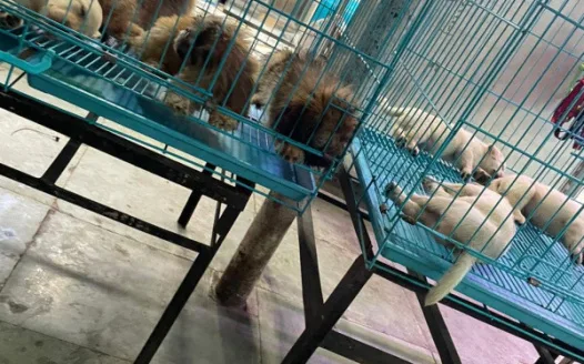 STOP ILLEGAL PET SALES  IN CRAWFORD MARKET, SOUTH MUMBAI