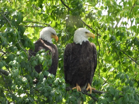 Save the Carriage House Site Protect Kirkwood’s Eagles, Wildlife, and Open Space