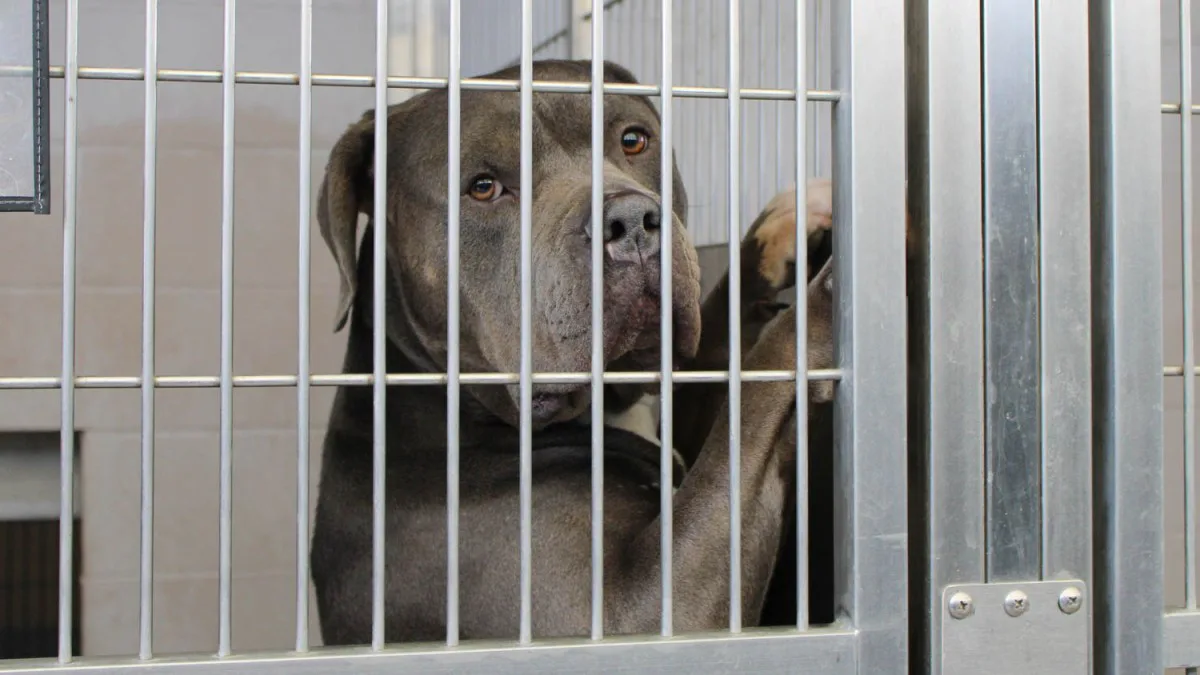 No Kill Shelters