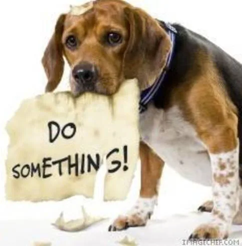 CALIFORNIA- PROTECT YOUR PETS
