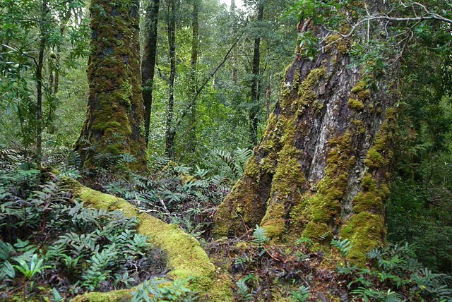 Australians unite and Save the Tasmanian forest