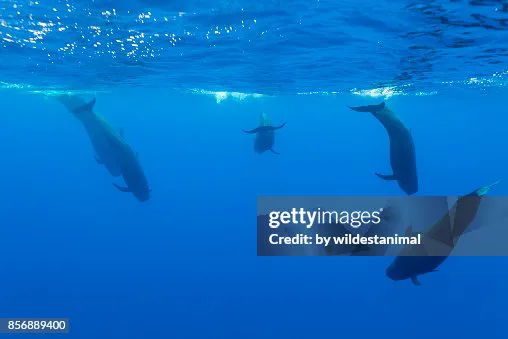 STOP WHALE SLAUGHTER!