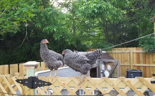 Save Backyard Chickens in Rochester, NY!