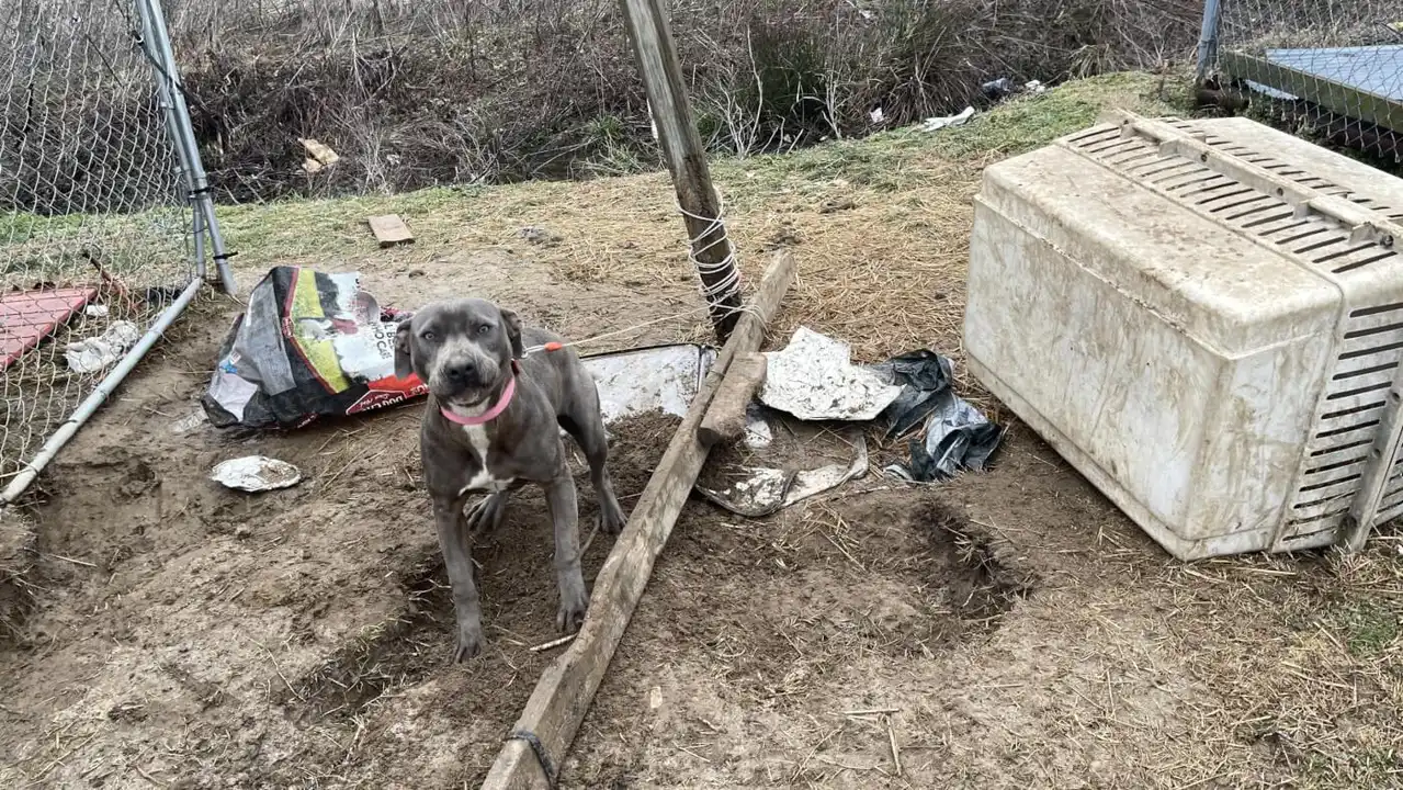 Milledgeville's Dogs Deserve Better