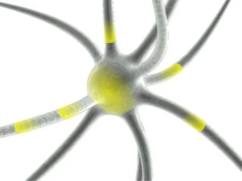 The Neurological Significance of Chiropractic