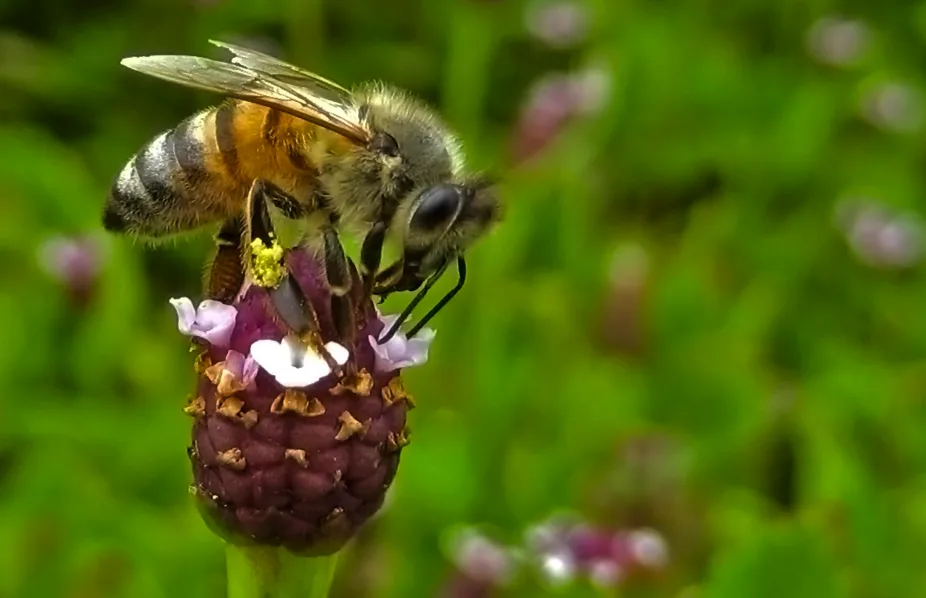 Save our Bees and Agriculture: Ban Neonicotinoids and Glyphosate in Bermuda