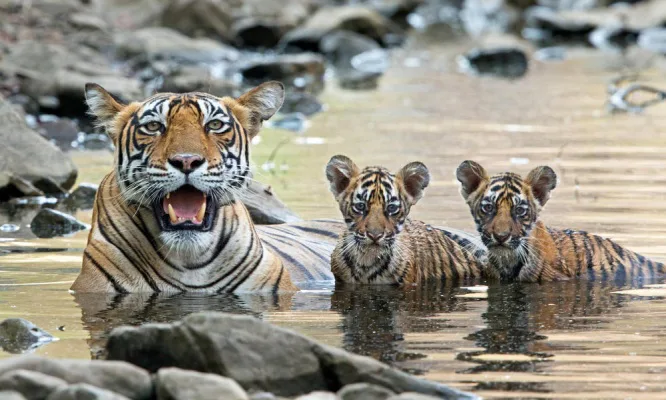 Save the sunda tigers