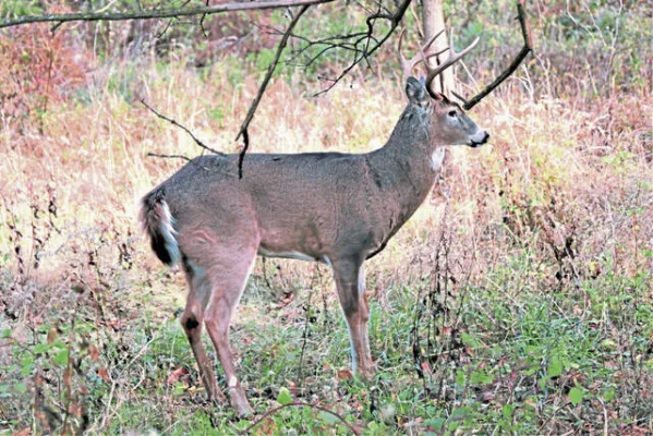 No More Killing Pittsburgh Deer!