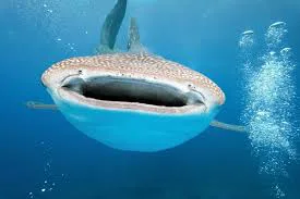 Save the Whales