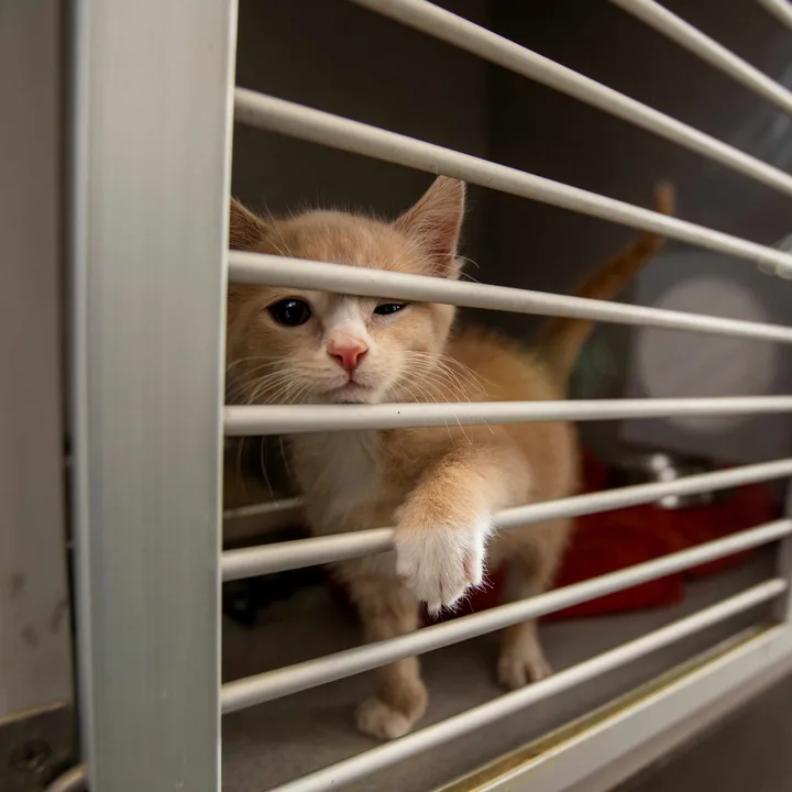 Stop Bonsai Kittens!