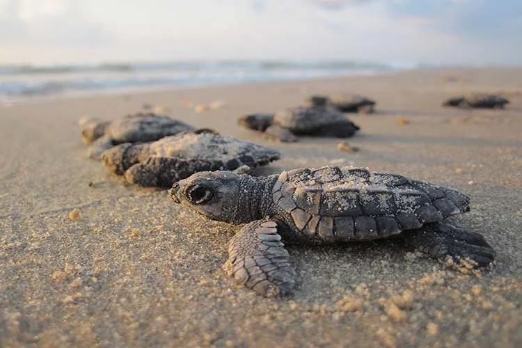 Save the Sea Turtles