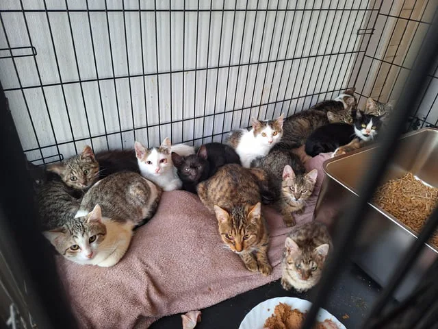 Acat4maddy