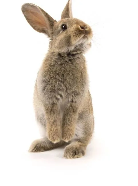 Illegalization of Animal Testing