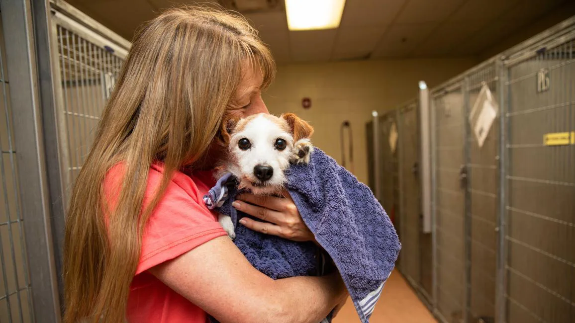 Stop Animal Abuse 
