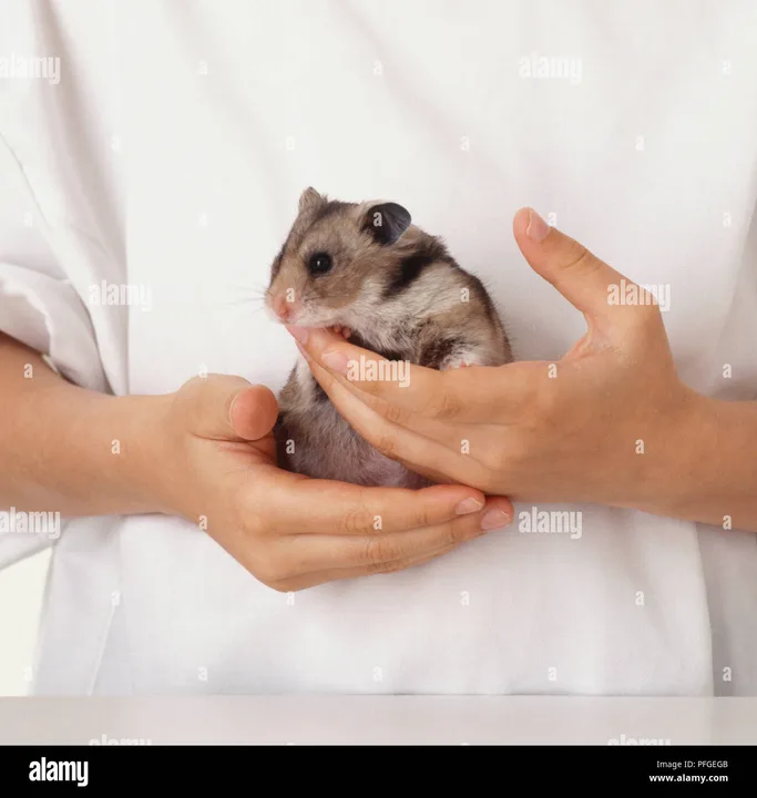 Get Jasmine A Hamster