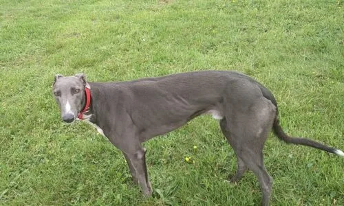 Ban Greyhound Racing in New Zealand