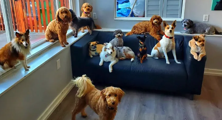 Save Precious Paws