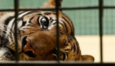No Exotic Animals As Party Props