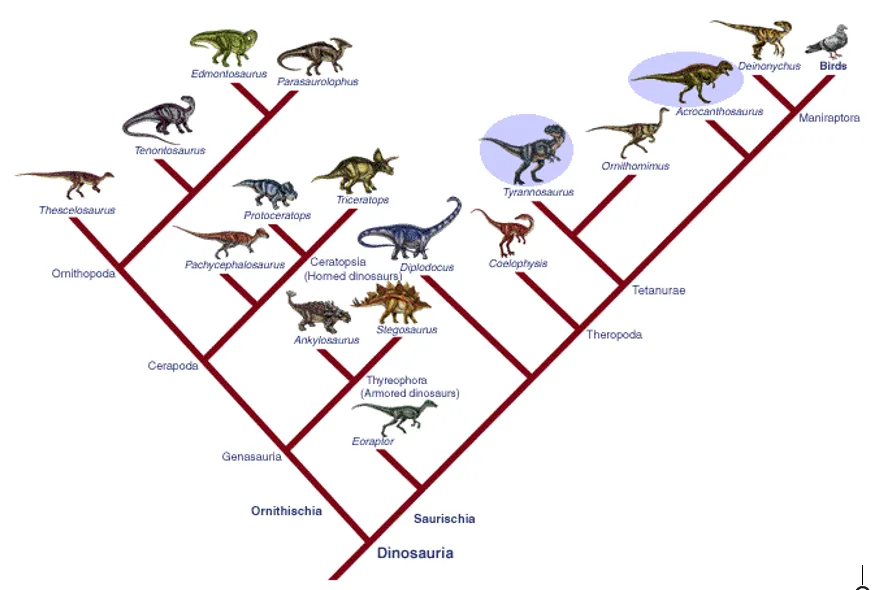 The Theory of Evolution in Schools