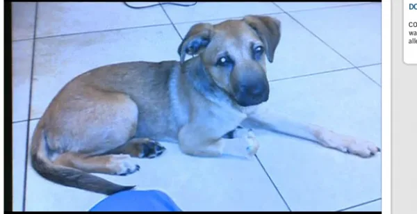 Expel Juan Florez from Florida International University for Animal Cruelty
