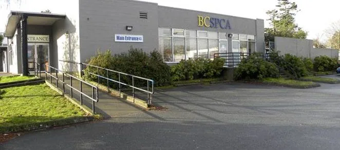 B.C. SPCA CONDONES THE EATING OF ANIMALS TO RAISE FUNDS FOR ANIMAL WELFARE