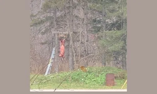 Town of Woodstock - bylaw for animal harvesting
