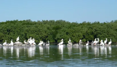 Longbar Pointe - Save the Last Great Place on Sarasota Bay