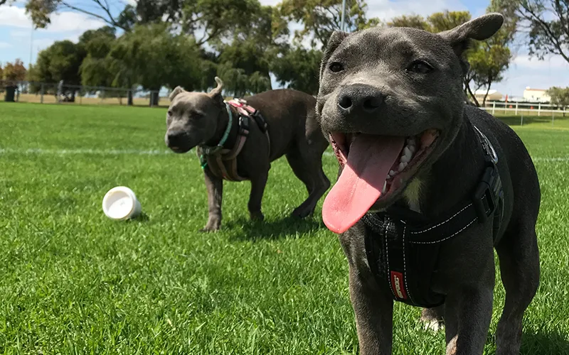 Don't ban pitbulls IRC.