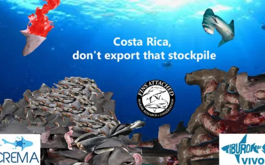 Costa Rica, don't export that stockpile of hammerhead shark fins