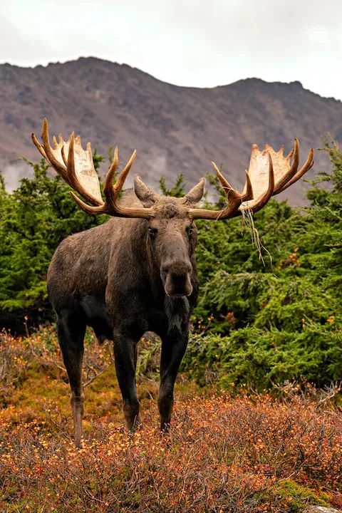 Petition to change the plural of moose to meesie's