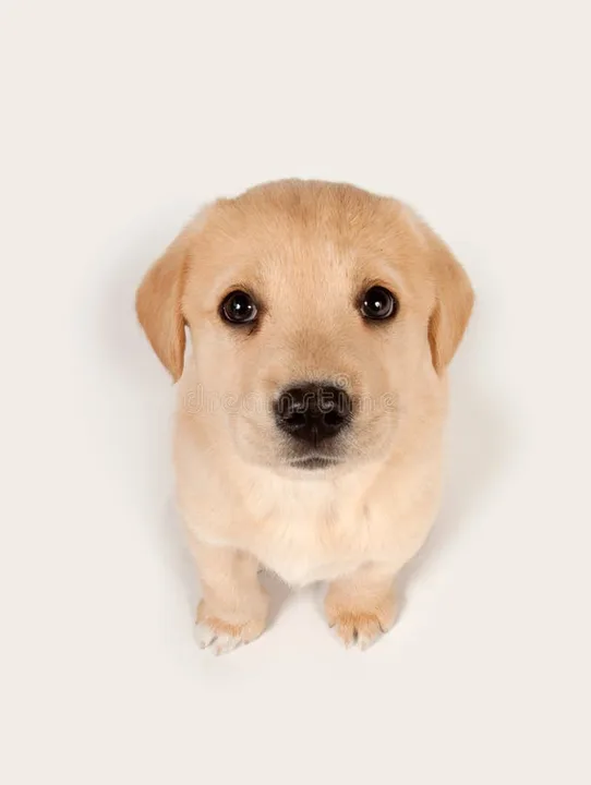 Ryan wants a dog.