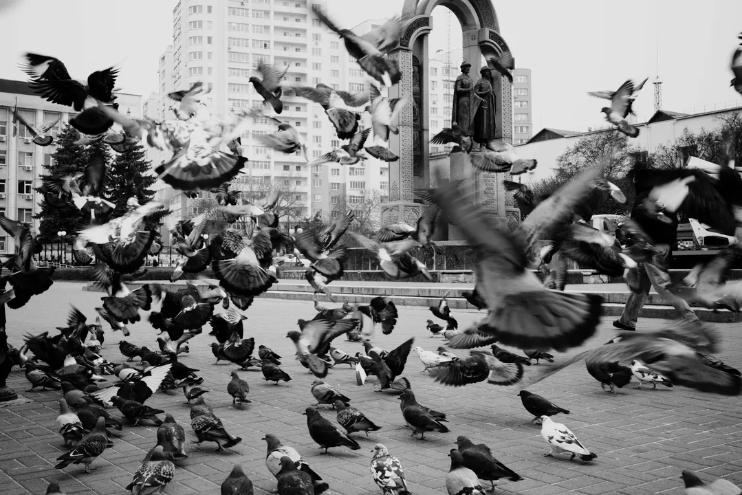 HEADBUTTING PIGEONS ?? ?