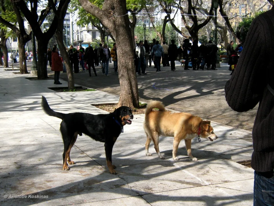 Protect the animals in Greece