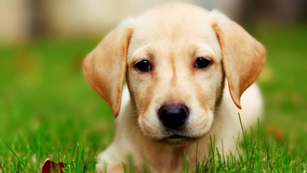 Upgrades to Beban Dog Park