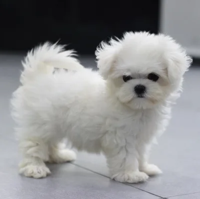 Stop puppy mills
