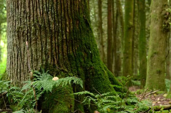 Save 100 year old Conifer Forest, McLellan Park 252 Street and 84 Avenue Glen Valley, Langley 