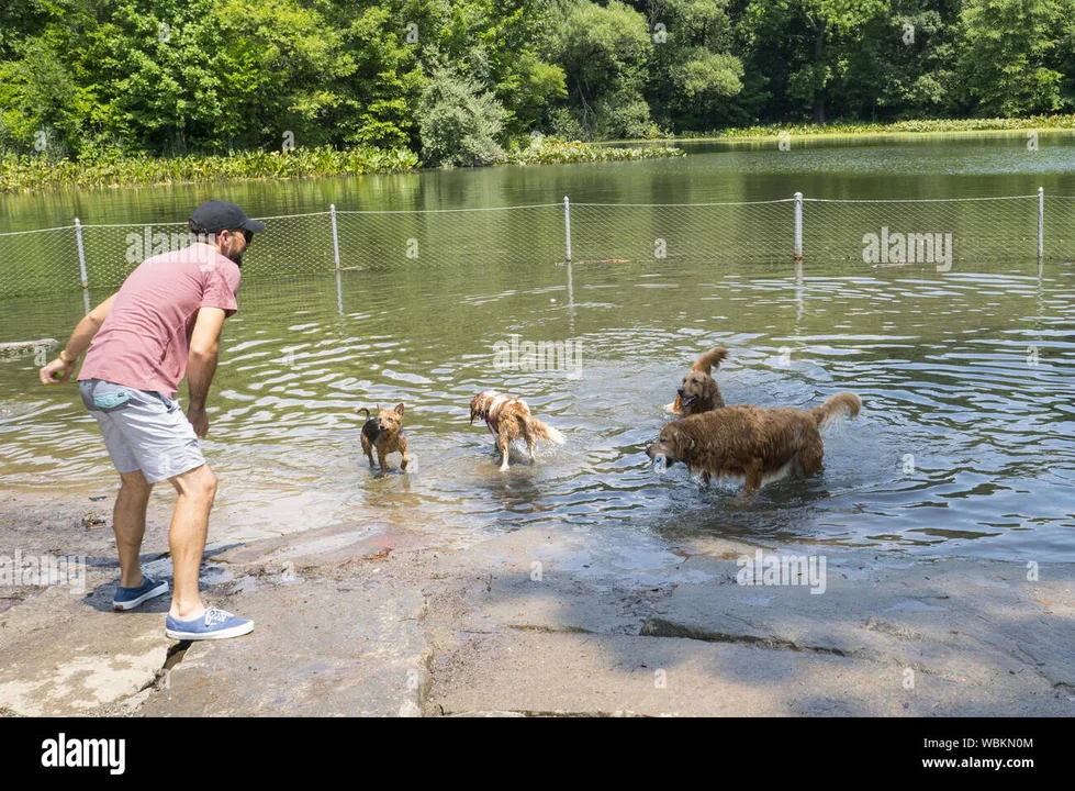 Dogs are Swimmers Too