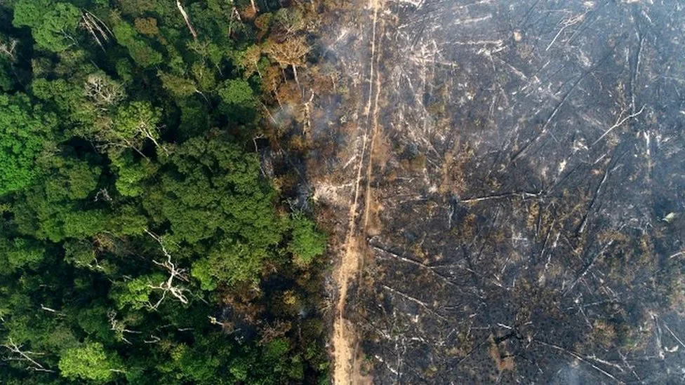 Save The Amazonas Rainforest