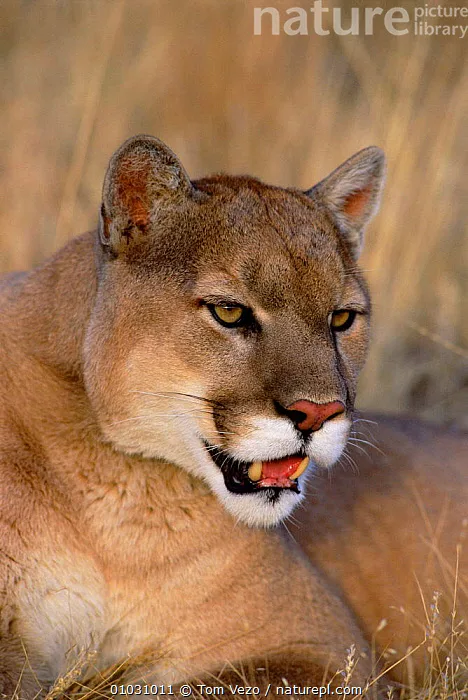 Save the Pumas