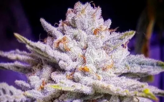 Liquid Monkey herbs and edibles